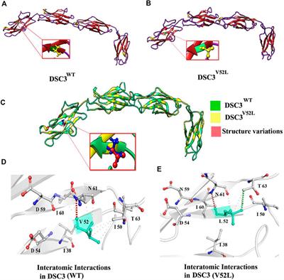 Case Report: Bi-allelic missense variant in the desmocollin 3 gene causes hypotrichosis and recurrent skin vesicles